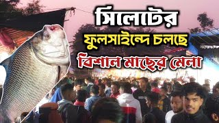 মাছের মেলা ফুলসাইন্দ / গোলাপগঞ্জ / সিলেট /Fulshaind / Golapganj / Sylhet