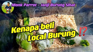 Kenapa Beli Local Burung.. Janji Burung Sihat - Monk Parrot - Parrot freefly