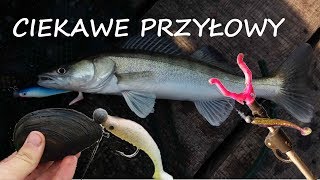 Ciekawe Przyłowy | Weekend na Mazurach | Sandacz na jig | Szczupaki na spinning