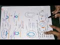 induction of eye lens development in vertebrates induction u0026 competence csir net life sciences