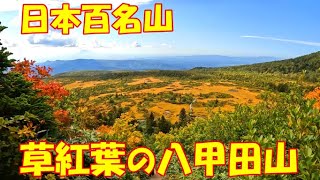 【登山】日本百名山 草紅葉の八甲田山