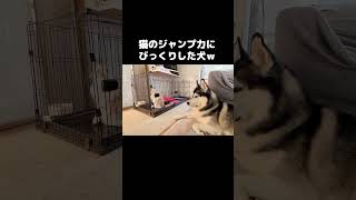 猫の驚異的なジャンプ力を見た犬がこうなった...#shorts