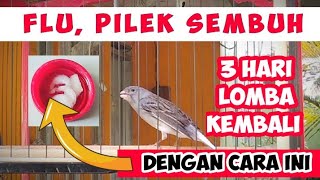 CARA MENGOBATI MENGATASI KENARI SAKIT FLU PILEK DENGAN PENANGANAN EFEKTIF CEPAT SEHAT KEMBALI