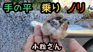 小粒さんと沢山遊びました【PIPIPIのすずめ日記 】