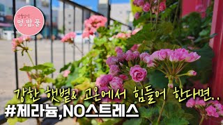 제라늄,강한 햇볕& 고온에서 제라늄 보호해 주는 #노스트레스