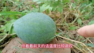 种植西瓜遇到高温高湿天气，要防治棉疫病，防治不及时减产严重