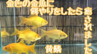 【金魚】金色の金魚に餌やりしたら癒されました #黄鱗 #金魚