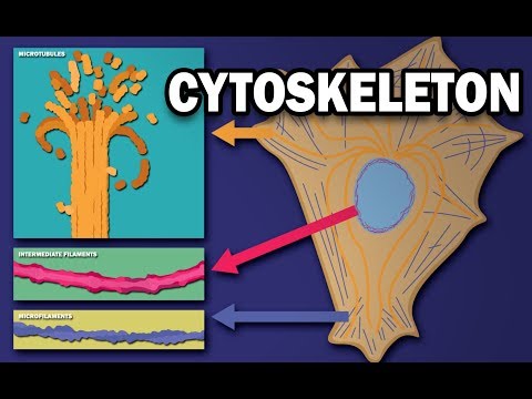 Where are microtubules and microfilaments located?