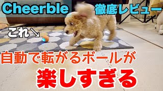 Cheerble 徹底レビュー　自動で転がるボールが楽しすぎる！？