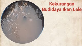 Kekurangan Budidaya Ikan Lele || BUDIKDAMBER