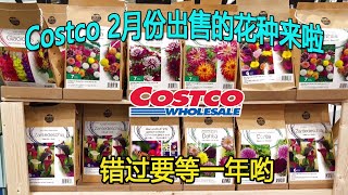 Costco 2月份出售的花种来啦，错过就要等一年哟😂这些花种有美人蕉、百合、剑兰、马蹄莲、荷兰鸢尾花、大丽菊、蛇鞭菊、海棠花、火星花，看看它们有什么习性😂😂