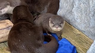 カワウソファミリー　まだよちよちなカワウソの赤ちゃん💕生後2ヶ月　桂浜水族館にて