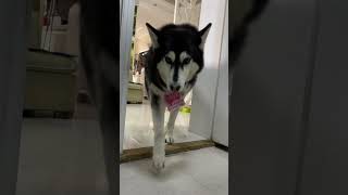 你敢拿我的钱，我就把他偷回来 #二哈lucky巴比 #pets #husky #funny