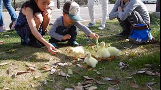 ガチョウの雛 Goose chicks 2018.April