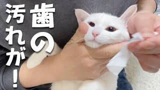 歯磨きが苦手な猫を歯みがきシートでお手入れしました