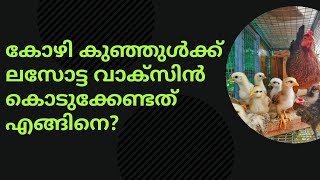 ലസോട്ട വാക്‌സിൻ | Vaccination | Poultry Media