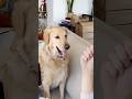 Why Golden Retrievers Love Magic Tricks