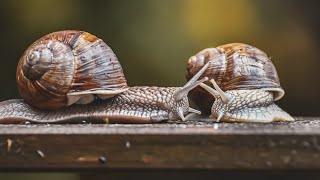 Snail-paced but Surprising: Unveiling the Fascinating Facts About Snails || Short Documentary HD