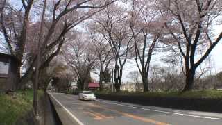 栃木県　日光街道桜並木