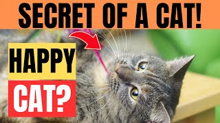 10 Signs of a Truly Happy Cat