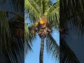 椰树长什么样子 how do coconut trees look like malaysia 马来西亚 tioman 椰子 coconut travel 旅行