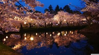 JG 4K HDR 青森 桜の弘前城 昼と夜(重文,史跡)  Aomori,Hirosaki Castle Sakura(Cultural Property,Historic Site)