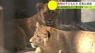 すくすく成長! ホッキョクグマの「ゆめ」は母親「ピリカ」の半分の大きさに \