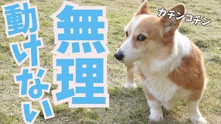 あるものが苦手すぎて挙動不審になってしまったコーギー犬