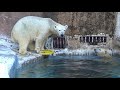 シロクマ舎に観察用カメラが設置されました💗行動研究のため【天王寺動物園】