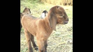 Adorable Baby Goat Bleating! So Cute!