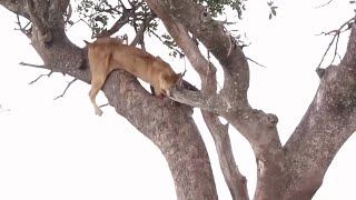 Lioness steals from a leopard and hilariously descends from a tree