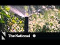 Parts of B.C. activating severe water restrictions today with no rain in sight