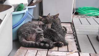 ねむしま子猫と黒ねむ子猫、母猫と寝ていたら kitten and mother