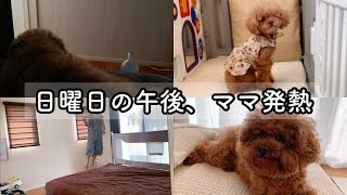 ママ発熱、パパ不在。そんな時、愛犬は…🐶トイプードルのTaruto＆Rasuku