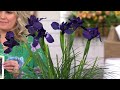 barbara king 2 piece purplelicious siberian iris plants on qvc