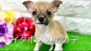 ミックス犬・イタポメの子犬　（和歌山）