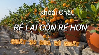 VƯỜN QUẤT SỌ DỪA / CHỊ CHIA SẺ,, BÁN LẤY VỐN \