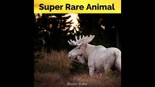 दुनिया में के सबसे दुर्लभ जानवर 😱 | Rarest Animals in the World | Interesting Facts #shorts