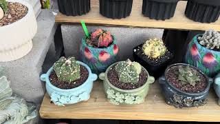 Sheltering my plants in the greenhouse for the freeze coming .  Hoping they will do well in here.