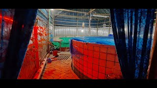 biofloc পদ্ধতিতে রুই-কাতল,শিং মাছ চাষ ll biofloc fish farming in Bangladesh.