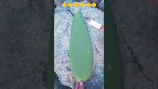 Cactus Can Save Your Life 👌!!! #shorts #trending #fruit #viralvideo #shortsfeed #Khanshoyib9316