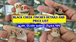 BLACK CHEEK FINCHES DETAILS AND PRICE LIST |MALE,FEMALE IDENTITY TIPS | 09-03-2021 | தமிழ் | FINCHES