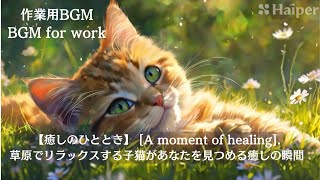 【癒しのひととき】草原でリラックスする子猫があなたを見つめる癒しの瞬間｜作業用BGM　　Healing moment when a kitten looks at you｜BGM for work