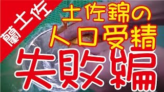 土佐錦の人工授精失敗編（金鱼土佐锦的人工授精失败编辑a goldfish made in Japan）