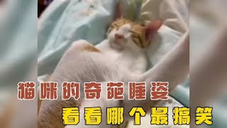 那些猫咪的奇葩睡姿，快来看看究竟哪只最搞笑！