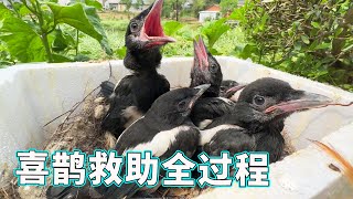 [Magpie Rescue Process] Saved 5 Big Mouth Monsters to Go Home. They ate and slept. I was really wor