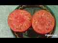 Обзор томатов по сортам в моей теплице на 18 июля 2024 🍅🍅🍅