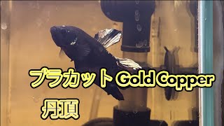 プラカット Gold Copper