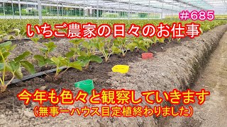 今年も色々と観察していきます（無事一ハウス目定植終わりました）　いちご農家の日々のお仕事　＃６８５