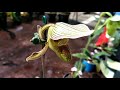 กล้วยไม้รองเท้านารีลูกผสม วาดิไอ*แฟร์บัยนั่ม paphiopedilum hybrids